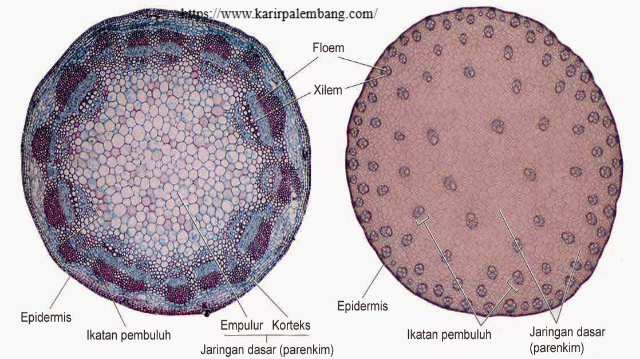 Ciri-ciri Tanaman Dikotil dan Monokotil: Perbedaan Utama